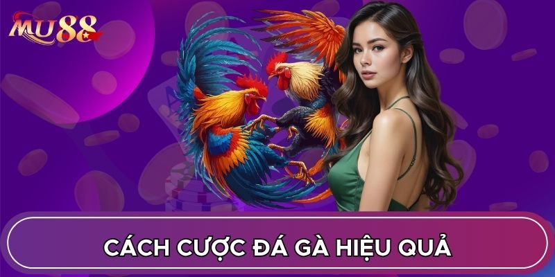 Cách cược đá gà hiệu quả