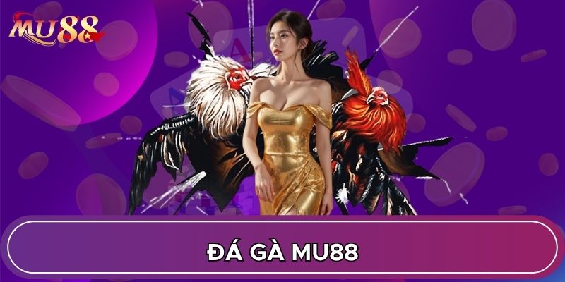 Đá gà MU88 đặc biệt bùng bổ