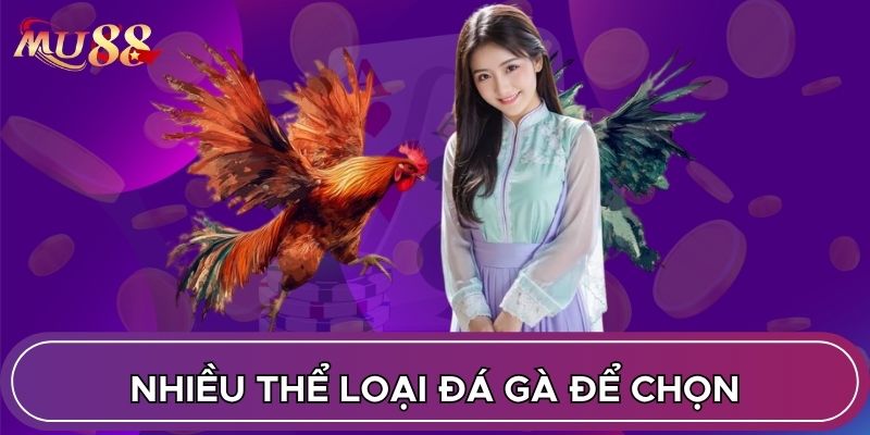 Nhiều thể loại đá gà để chọn